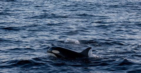 Orca whale swims by itself in the water.