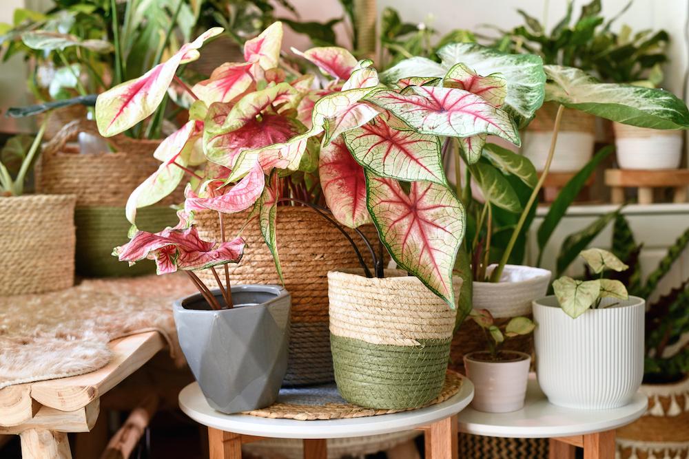 Caladium plants in containers. 