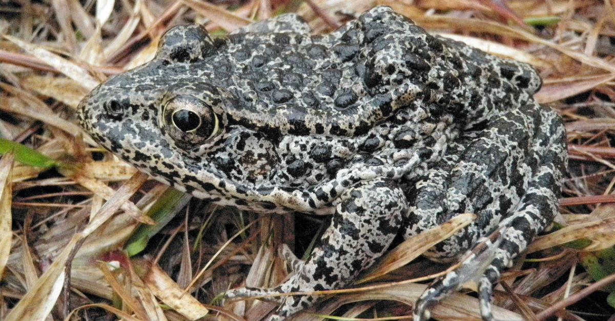 Dusky_Gopher_Frog