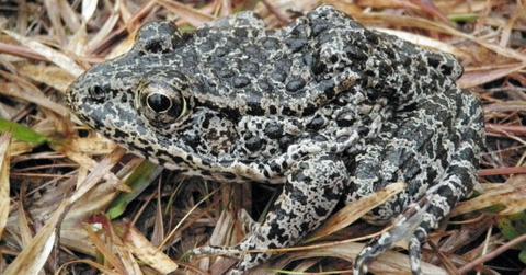 Dusky_Gopher_Frog