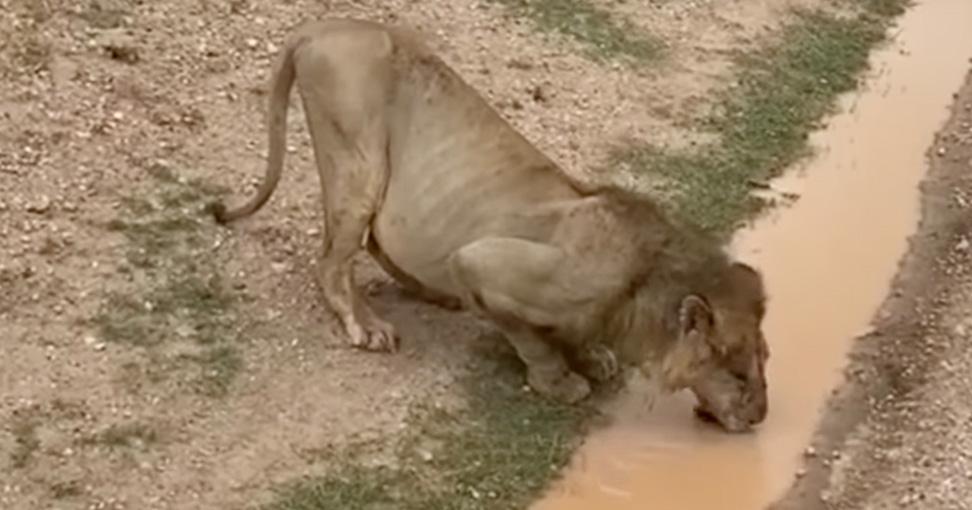 Loonkiito, formerly believed to be Kenya's oldest living lion, feeding on water.  