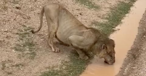 Loonkiito, formerly believed to be Kenya's oldest living lion, feeding on water.