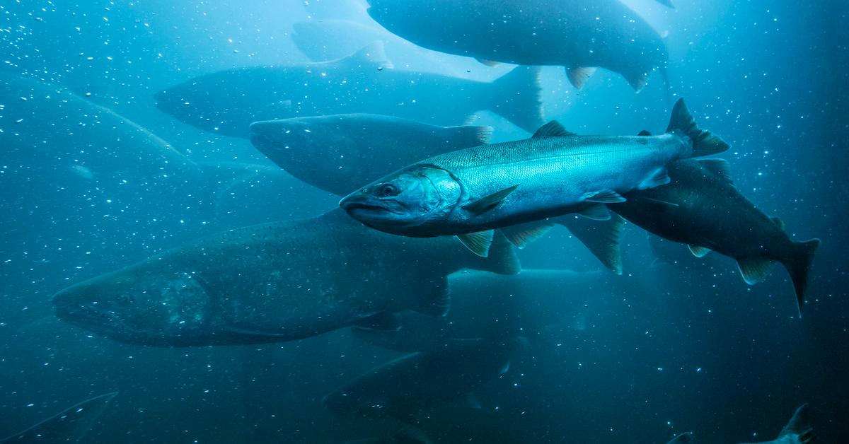 A group of salmon migrating.