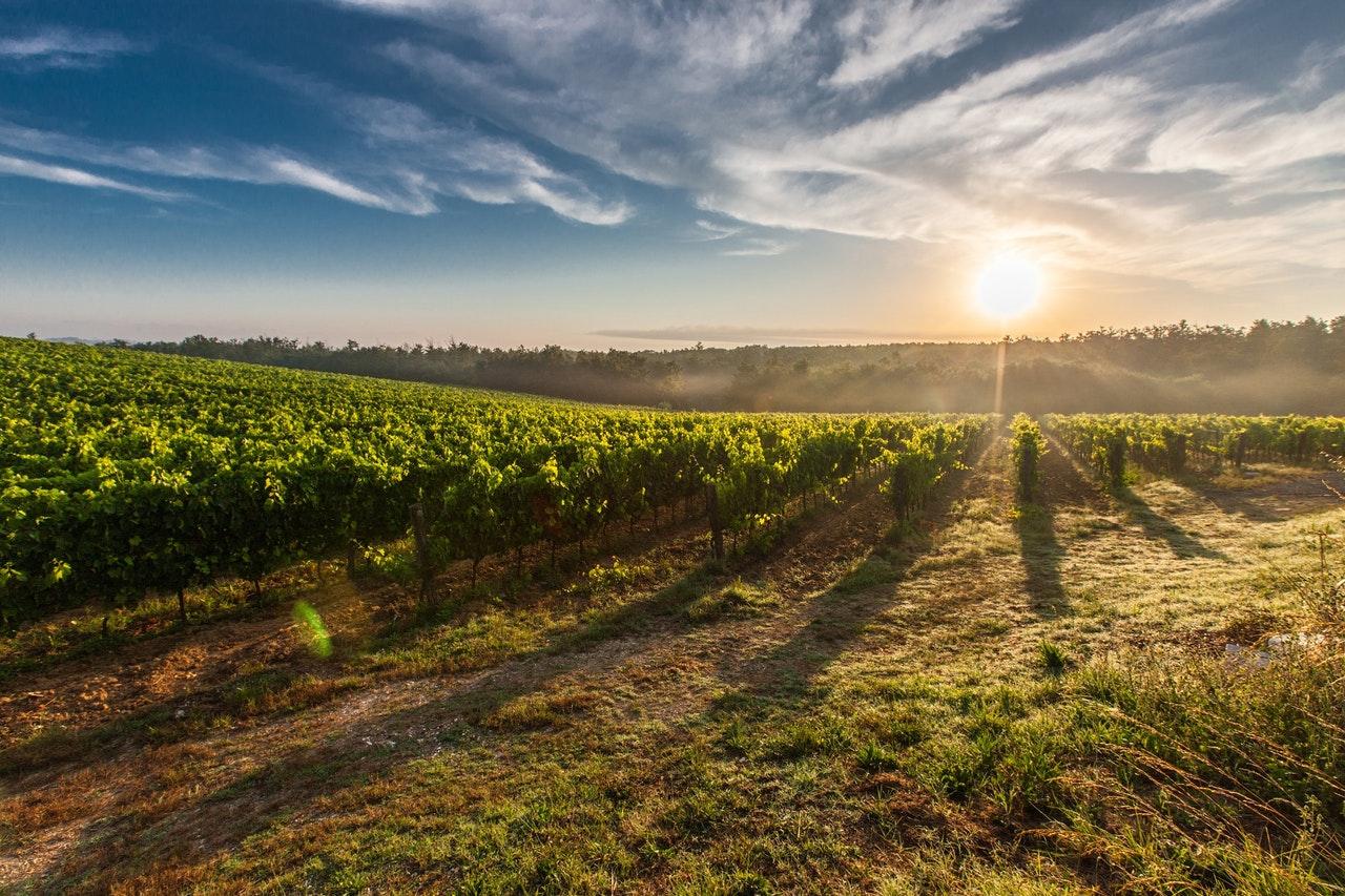 tuscany grape field nature