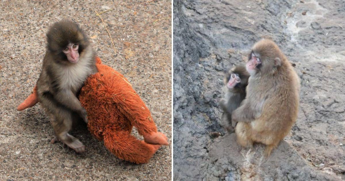 Cover Image Source: @ichikawa_zoo | X