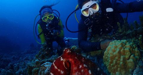 A photo of two divers and an octopus (Representative Cover Image Source: Pexels | Jun Ho Lee)