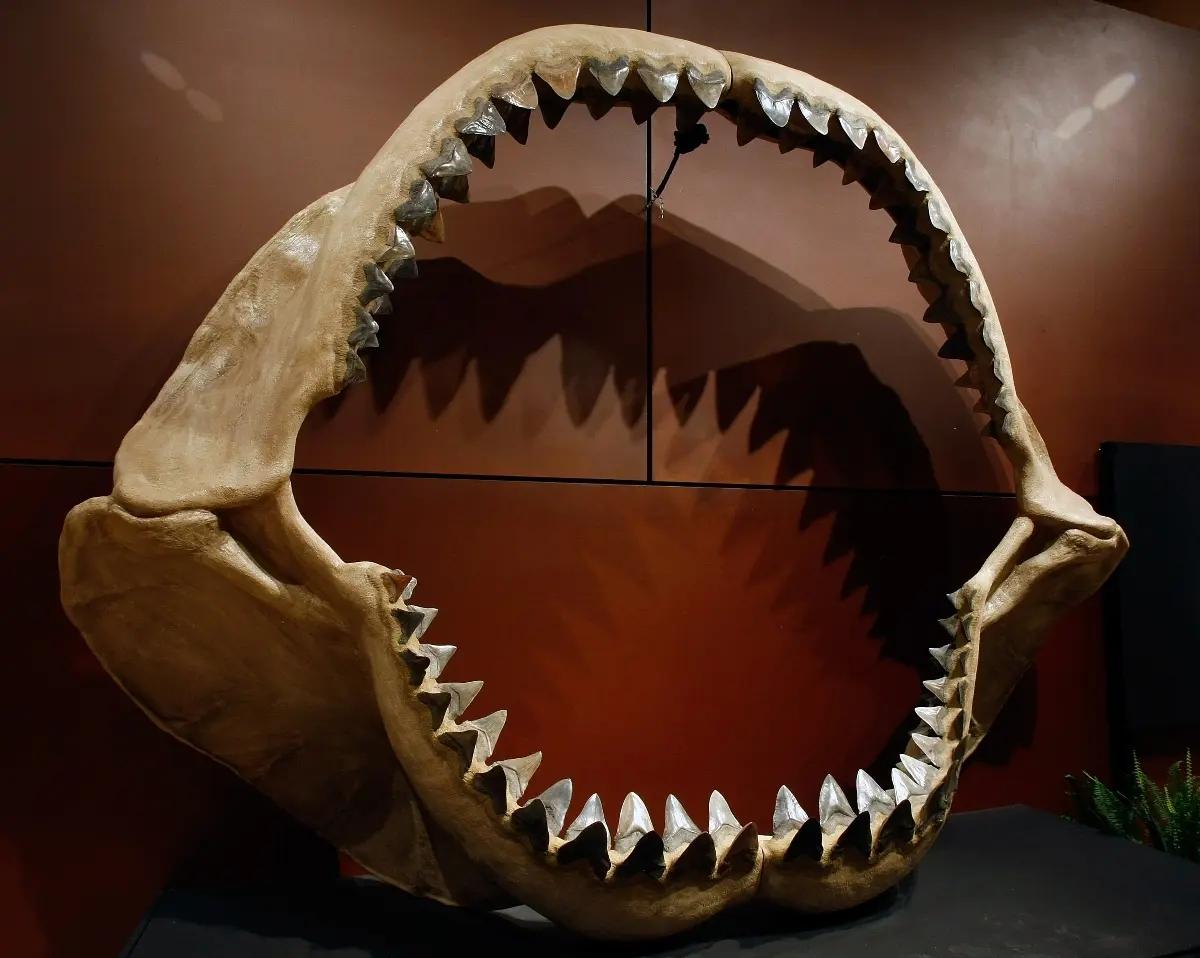 Jaws featuring 180 fossil teeth of the prehistoric megalodon shark, as displayed at the Venetian Resort Hotel Casino in September 2009