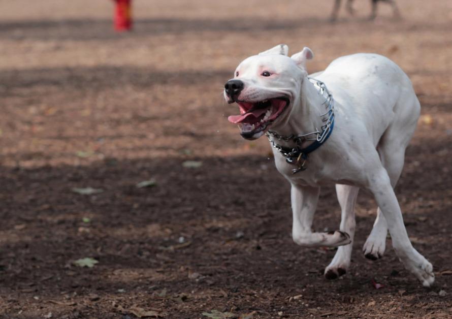 Pit Bull running