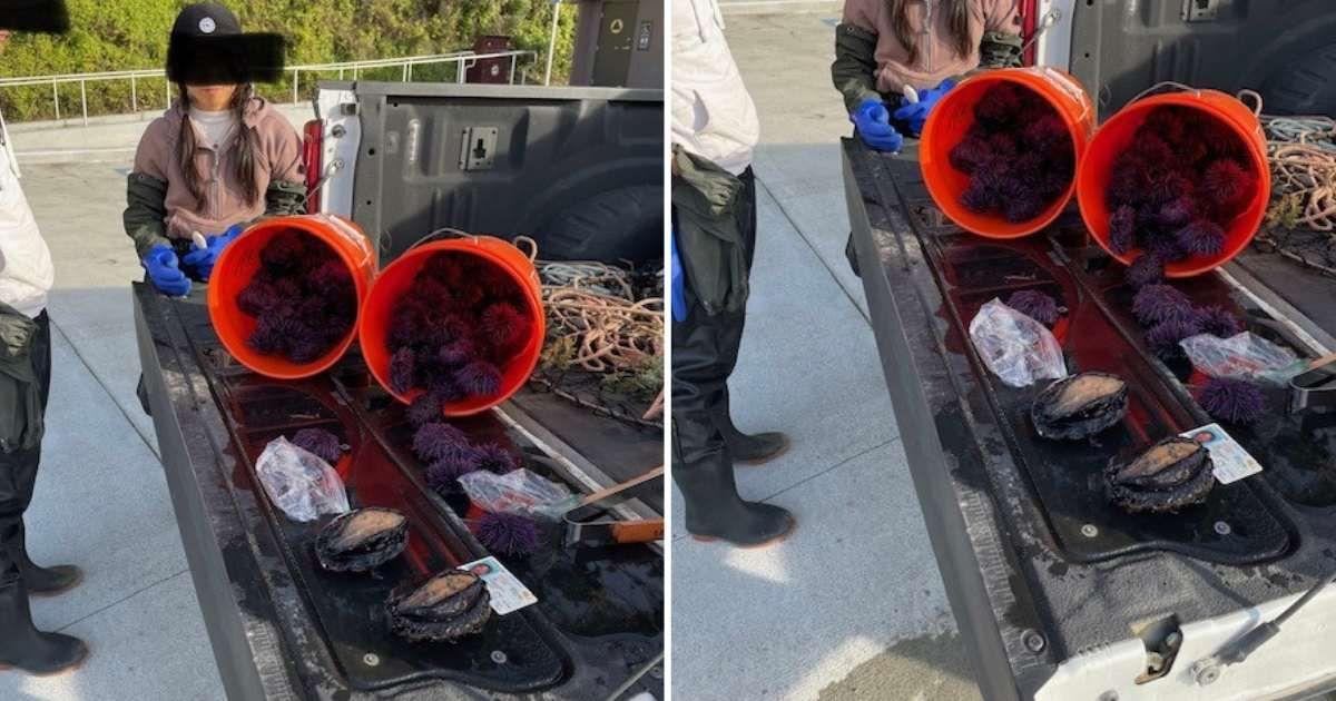 Woman caught red-handed by a wildlife officer while she was trying to smuggle red abalone in her pants (Cover Image Source: Facebook | California Department of Fish & Wildlife)