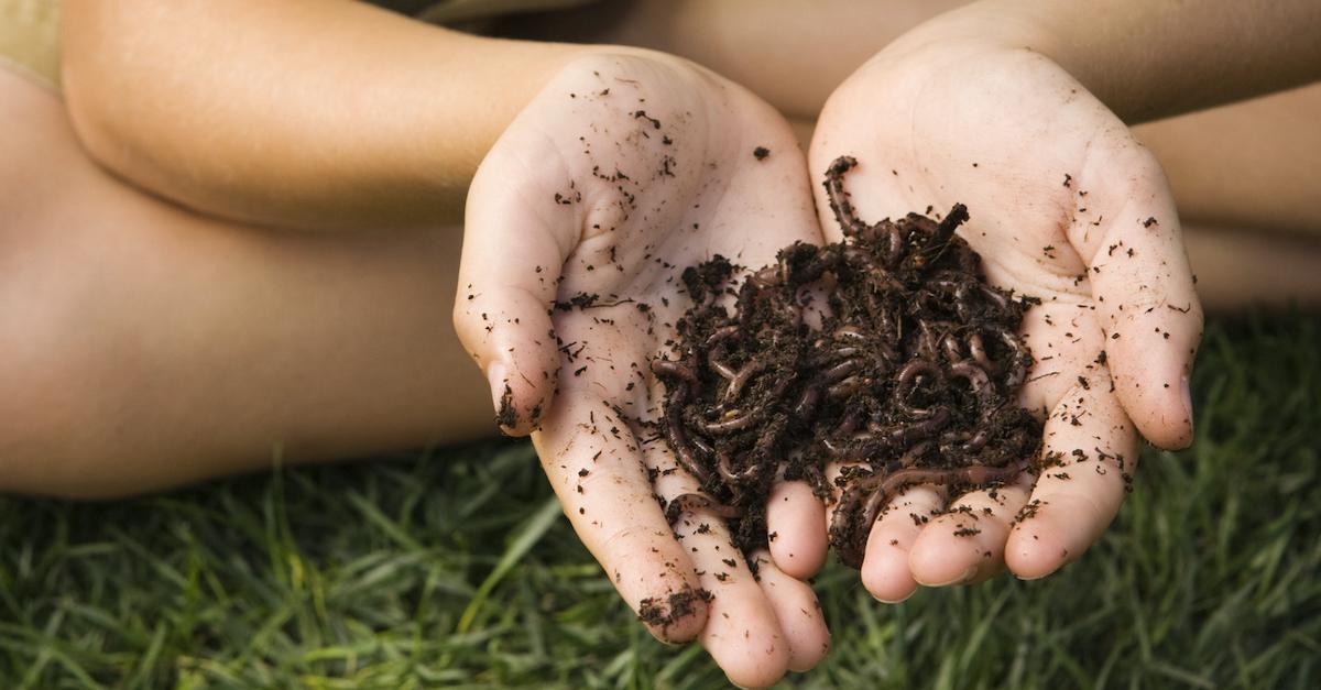 Soil vs. Dirt: What's the Difference?