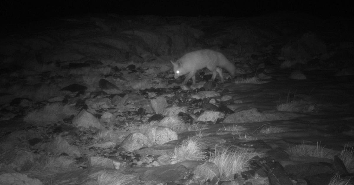 Sierra Nevada red fox at night, captured in black and white