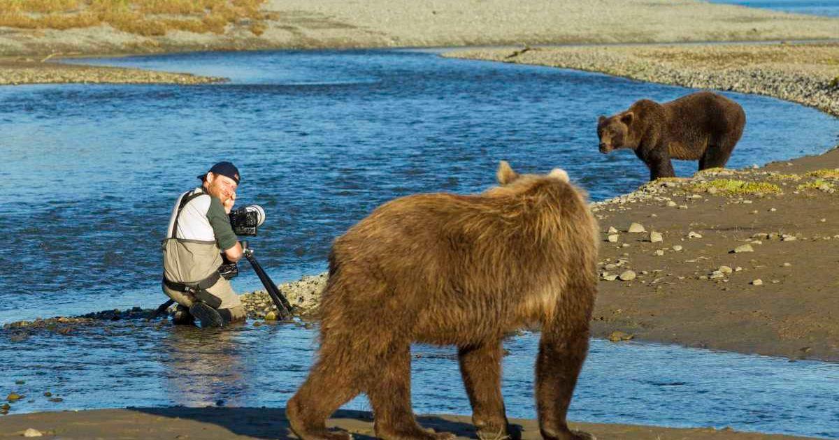 A man is taking a photograph of grizzly bears. (Representative Cover Image Source: Getty Images | Paul Souders)