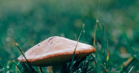 rsz_stocksnap_prrhun