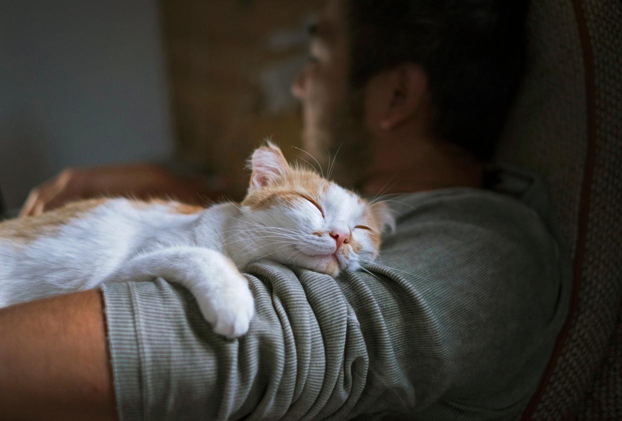 A white and orange cat lays on the arm of a man with a striped shirt.