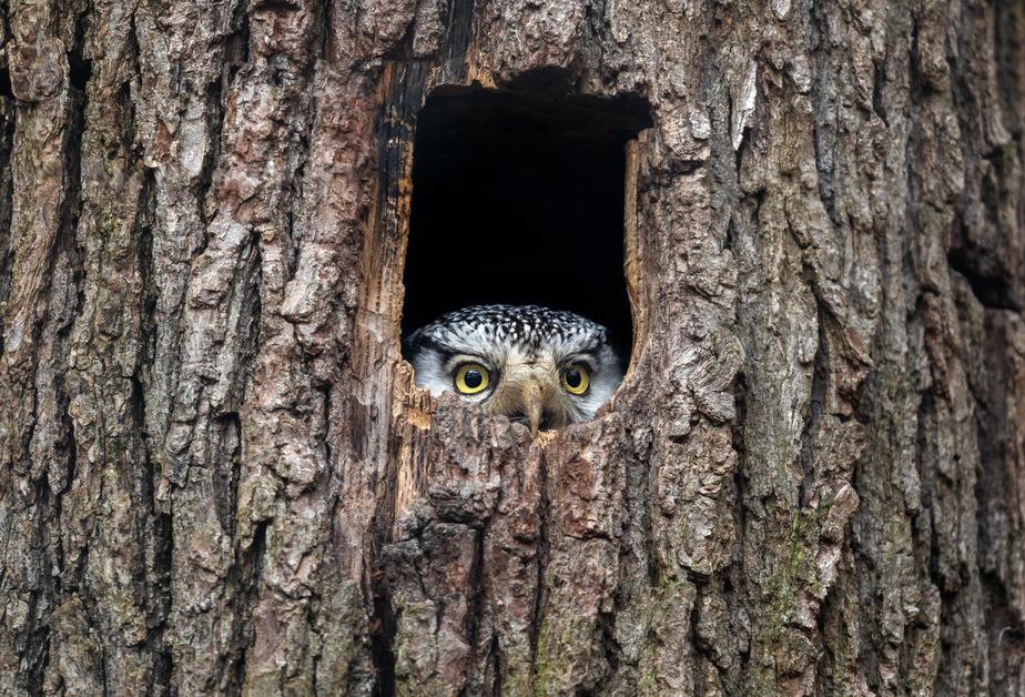 Northern hawk-owl peeking out of a tree hole. 