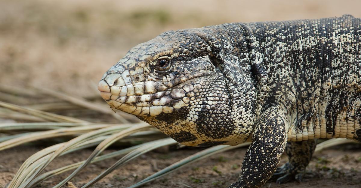 What would you use to trap a tegu? - The Wildlife Society