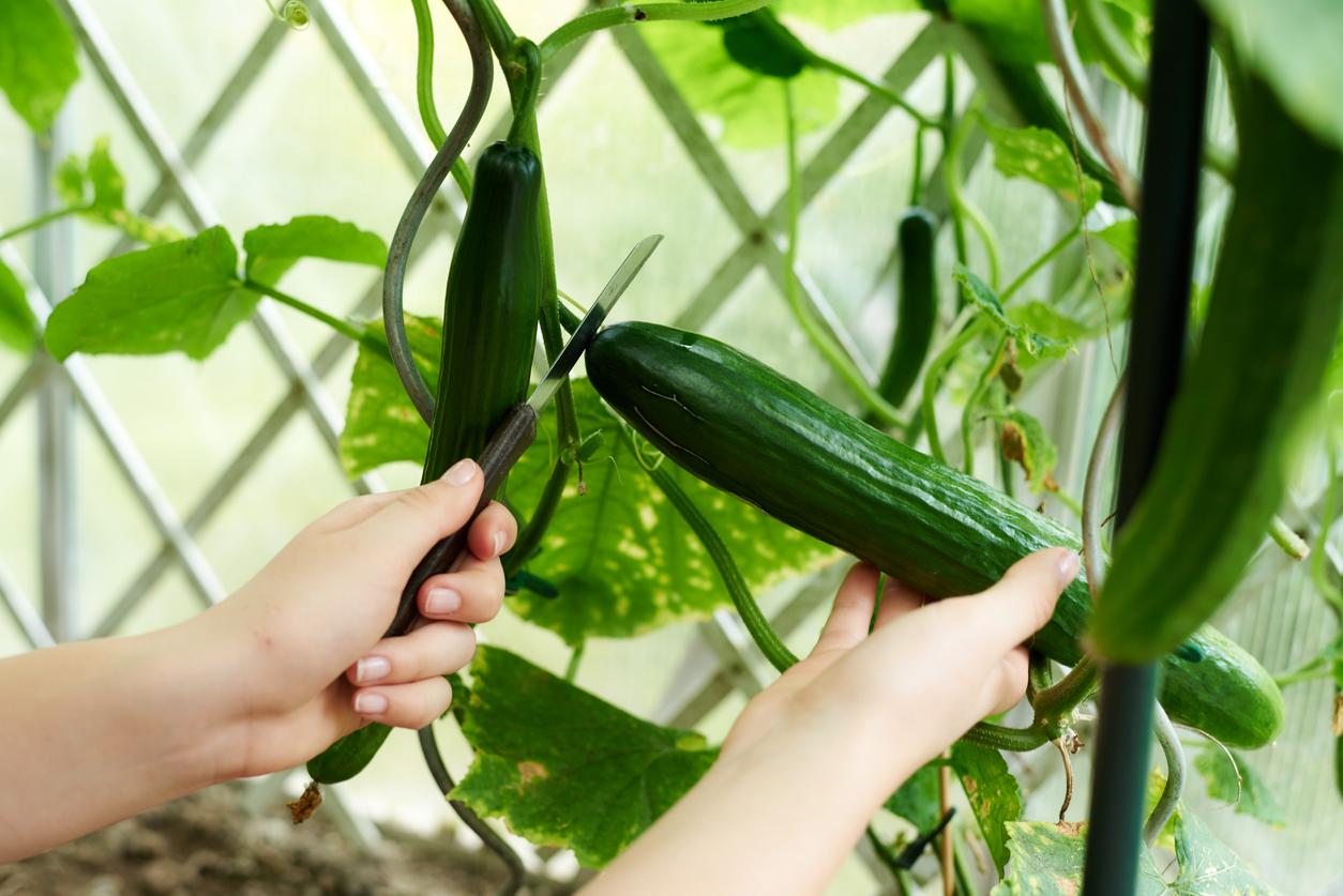 Person harvesting cucumber from vine with sharp knife