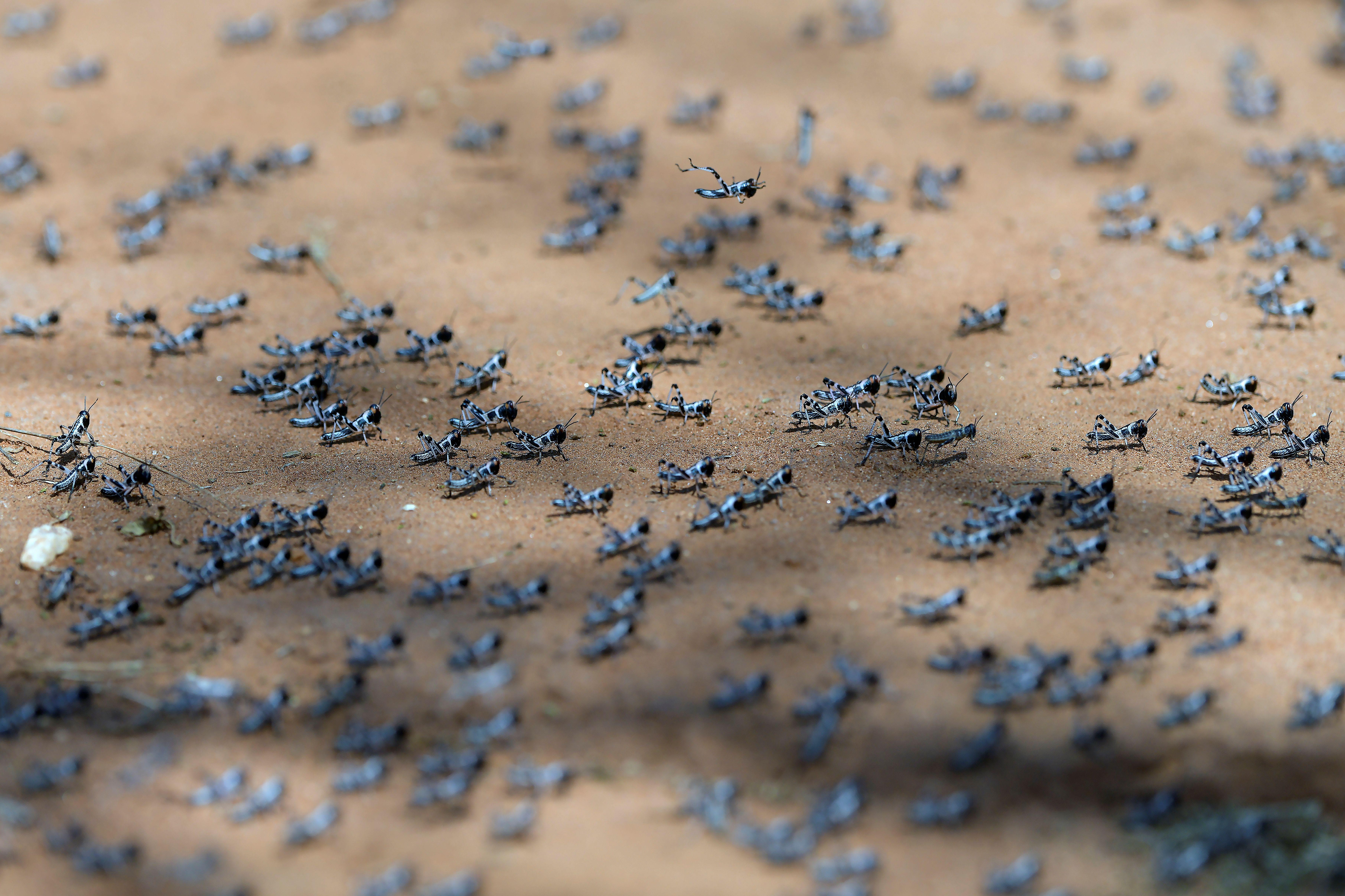 locust swarm