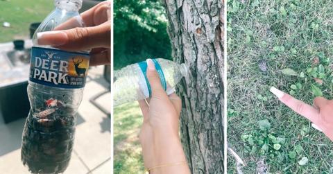 Screenshots of TikTok video on how to kill spotted lantern flies.