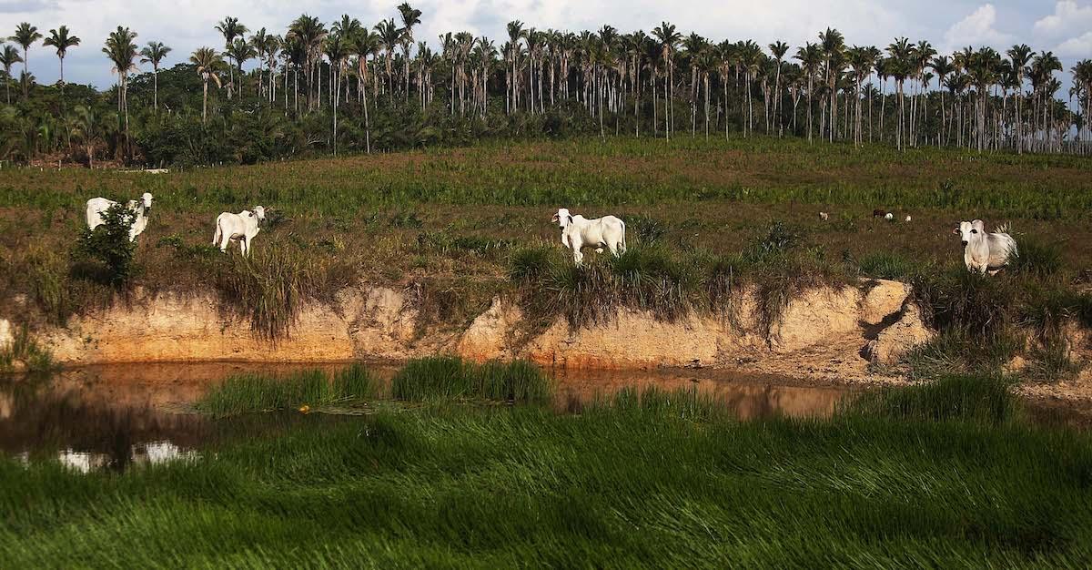 Cattle Deforestation