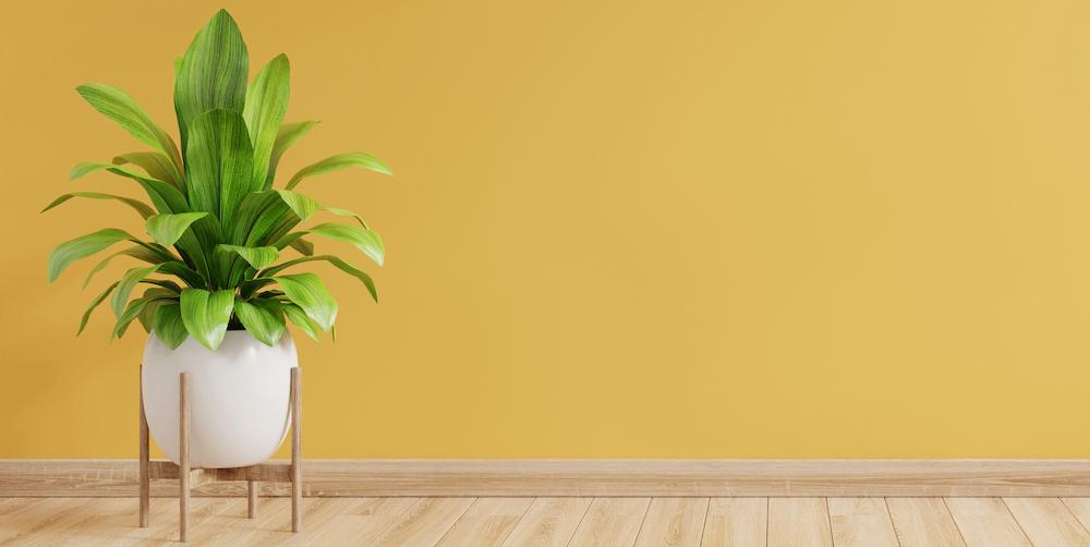 A house plant in a white pot against a yellow wall. 