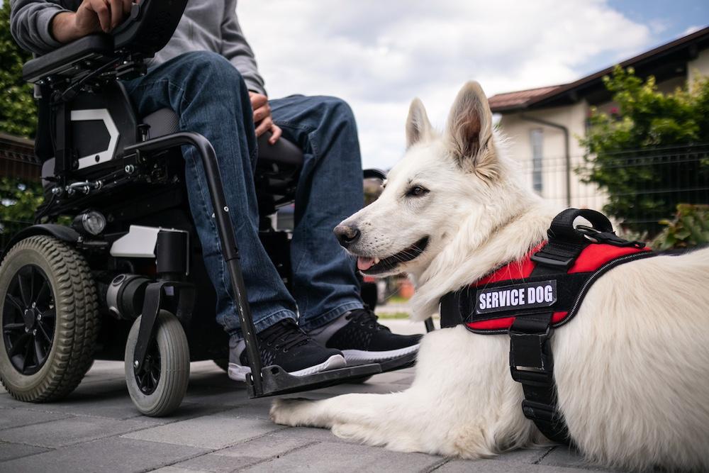 A service dog sitting next to a person in a power chair. 