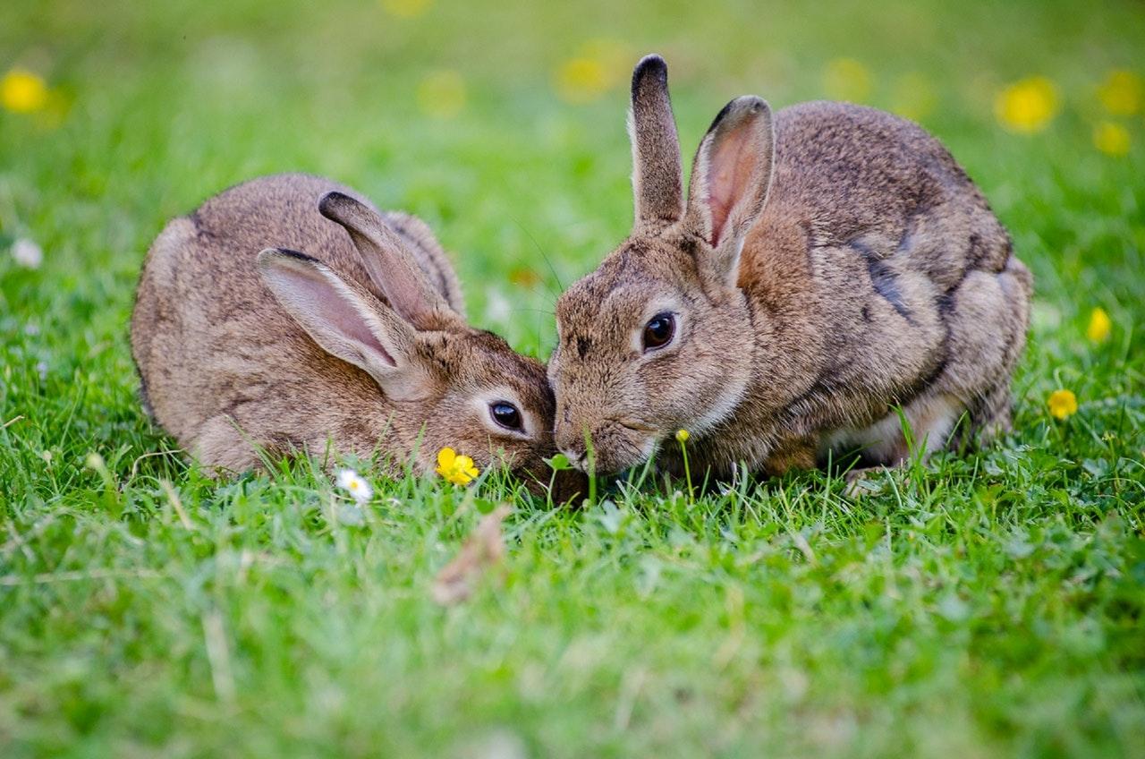 european rabbits bunnies grass wildlife