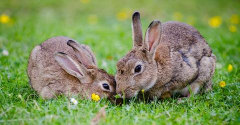 european rabbits bunnies grass wildlife