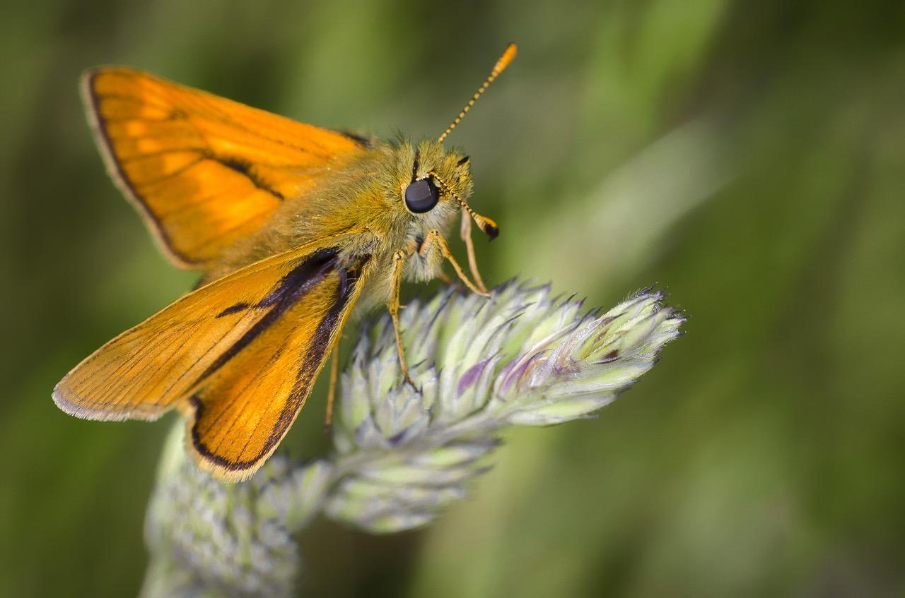 moth nature insect bug