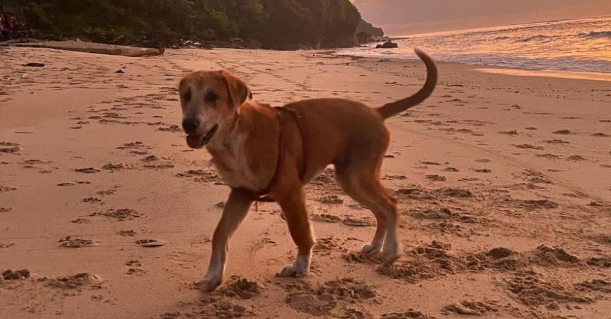 Dobby, the rescue dog, walking on the beach in Bali. 