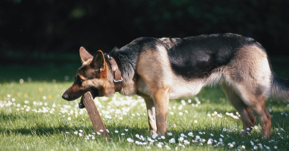 why are some dogs heavy chewers