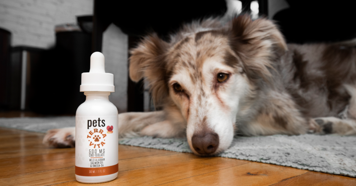 On the floor, a dog next to a bottle of CBD