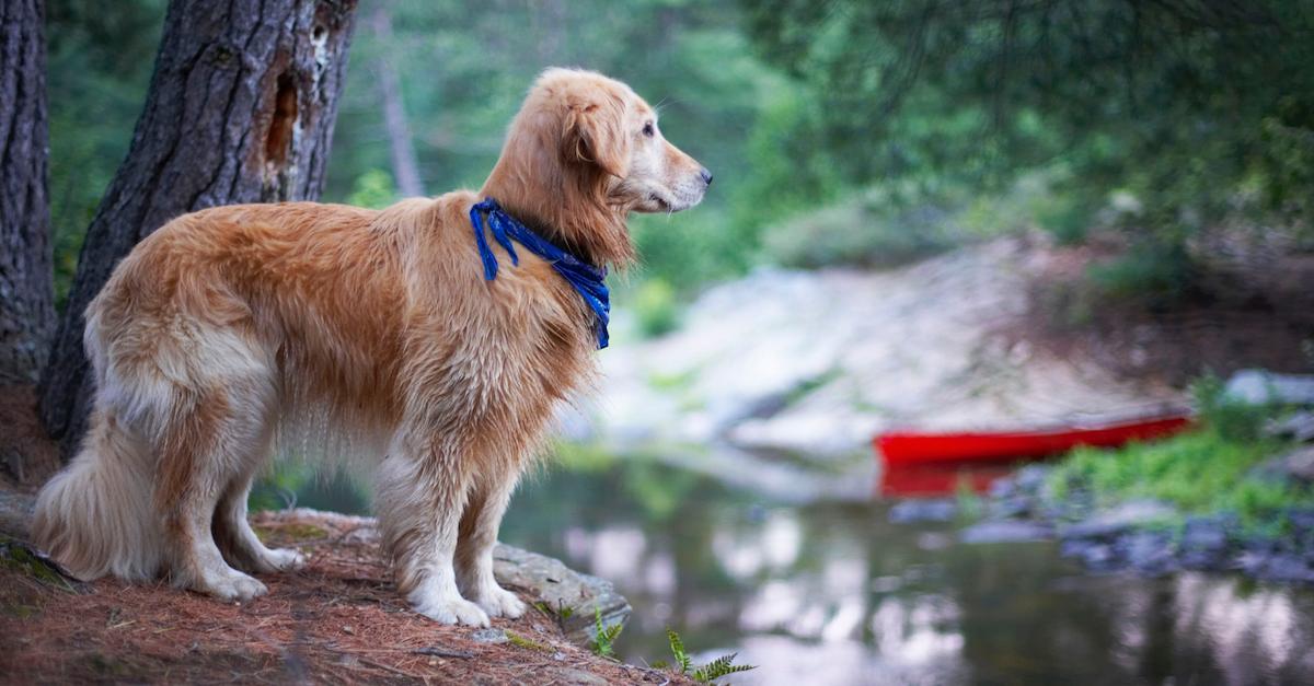 Dog Camping Guide