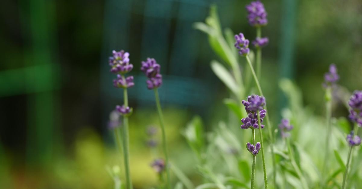 lavender health effects