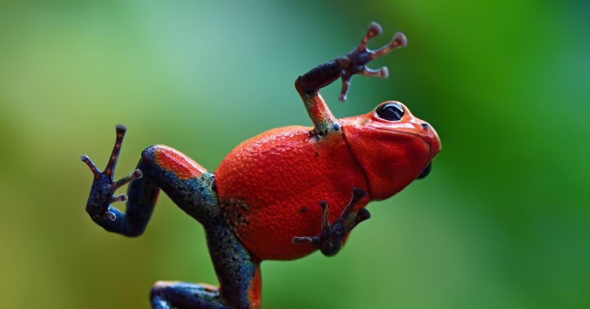 A poison dart frog.