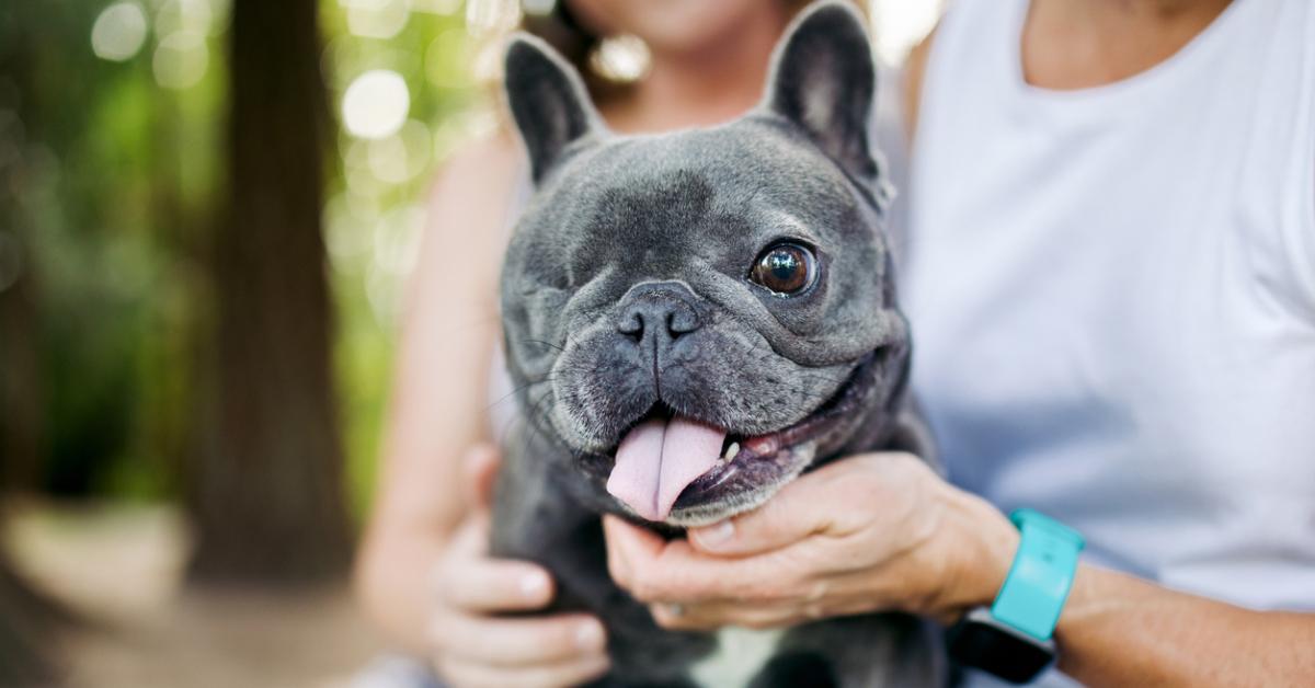 Close-up photo of person holding a gray French bulldog with one eye