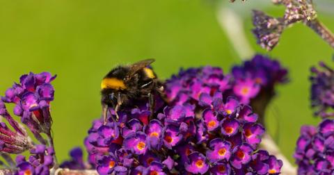 Fact Check Why Are So Many Honey Bees Reportedly Dying