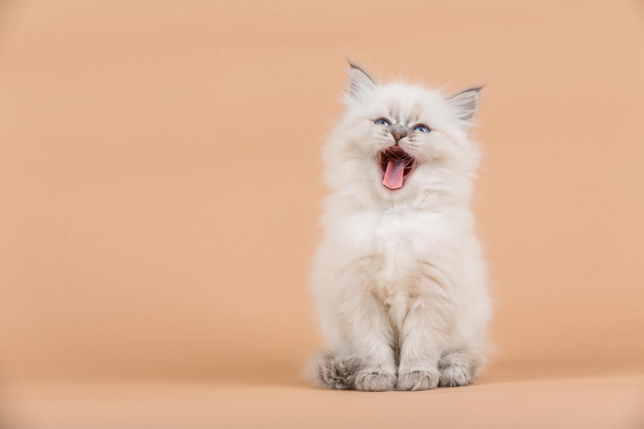 A white cat opens its mouth wide in front of a peach colored background.