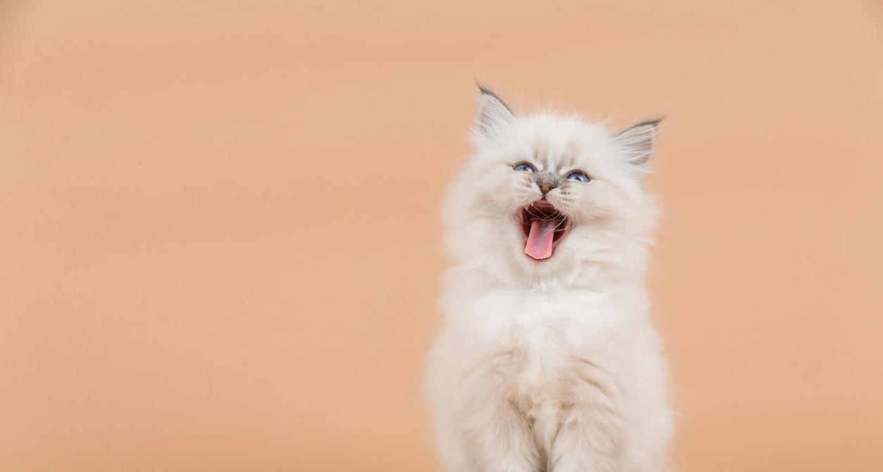 Can Your Companion Cat Get a Case of the Hiccups?