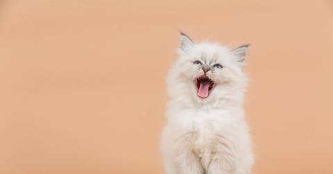A white cat opens its mouth wide in front of a peach colored background.