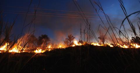 amazon rainforest fire