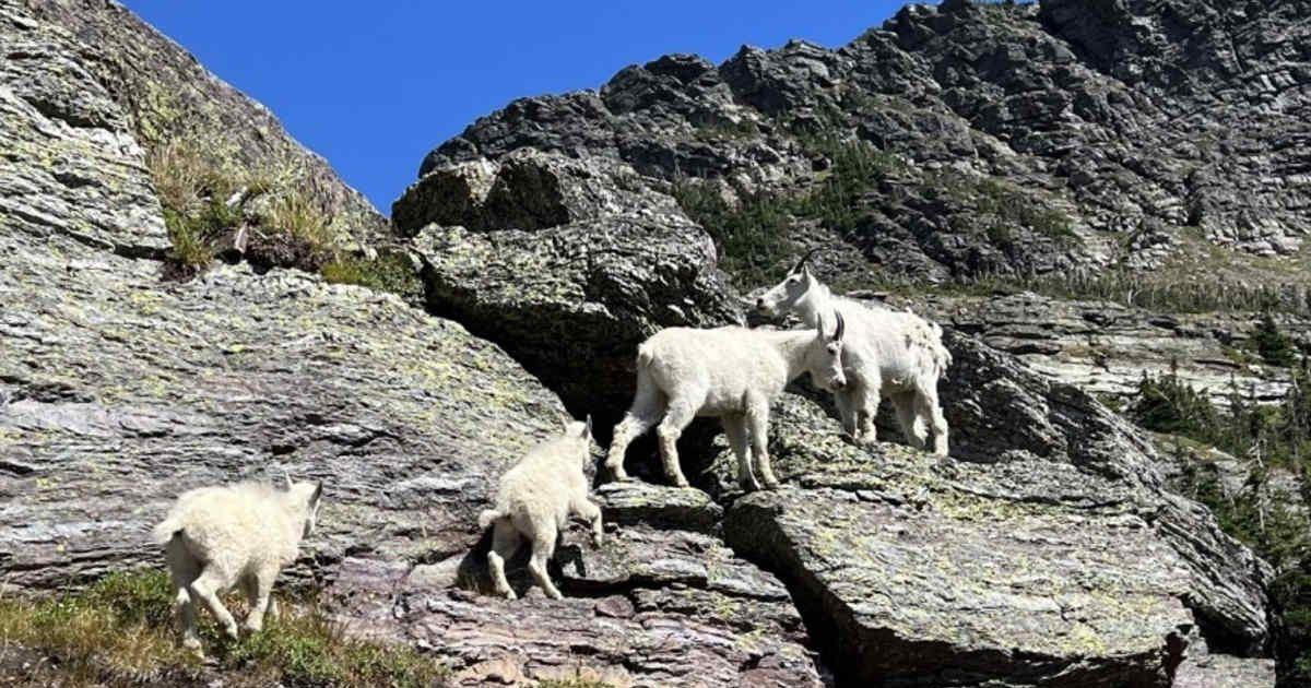 Mountain goats in Glacier National Park (Cover Image Source: USGS)