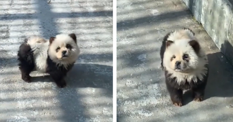 Chinese Panda Dogs