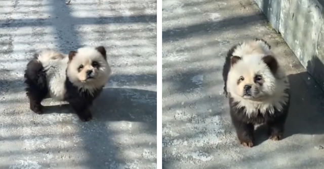 Chinese Zoo Under Fire Over "Panda Dog" Controversy