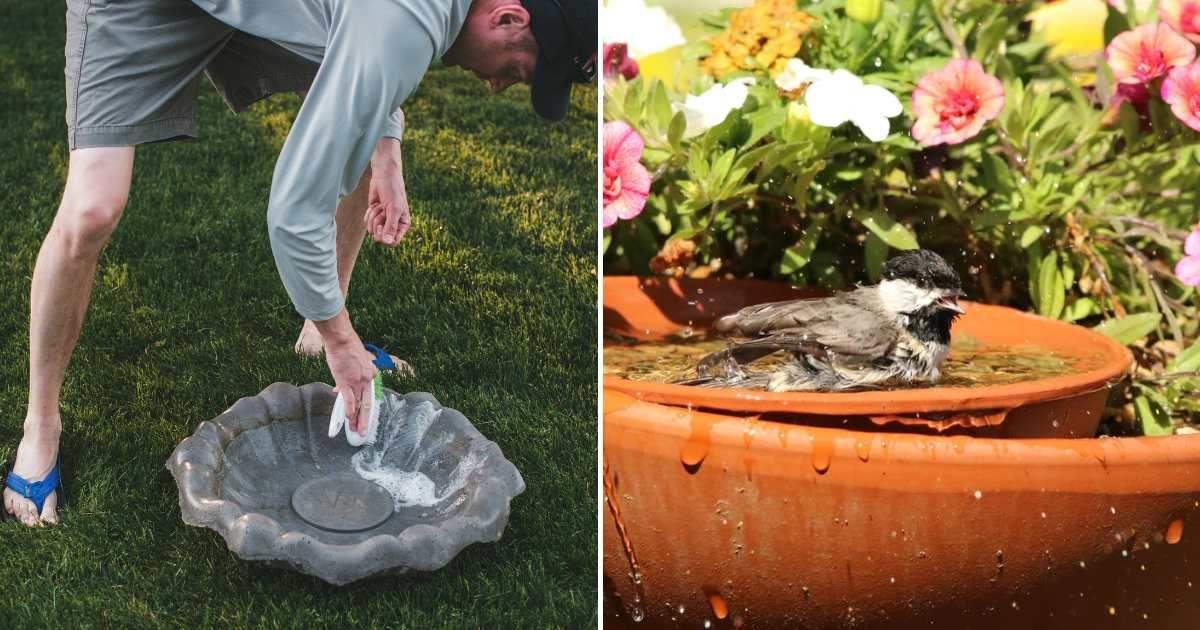 (L) A gardener working on a bird bath (Representative Cover Image Source: (L) Getty Images | Annie Otzen) | (R) A sparrow enjoying a bath. (Cover Image Source: Reddit | Reddit User)
