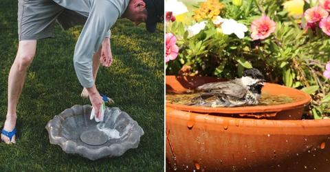 (L) A gardener working on a bird bath (Representative Cover Image Source: (L) Getty Images | Annie Otzen) | (R) A sparrow enjoying a bath. (Cover Image Source: Reddit | Reddit User)