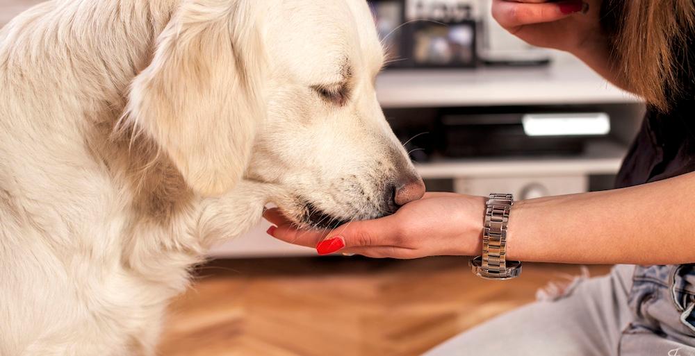 A big white dog being hand-fed by a woman. 