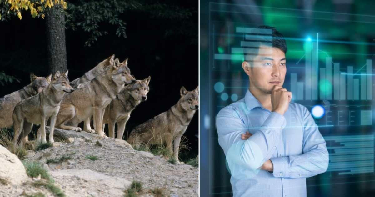 (L) Pack of gray wolves; (R) Scientists examining data. (Representative Cover Image Source: Getty Images | (L) Naturfoto Honal; (R) Dowell)