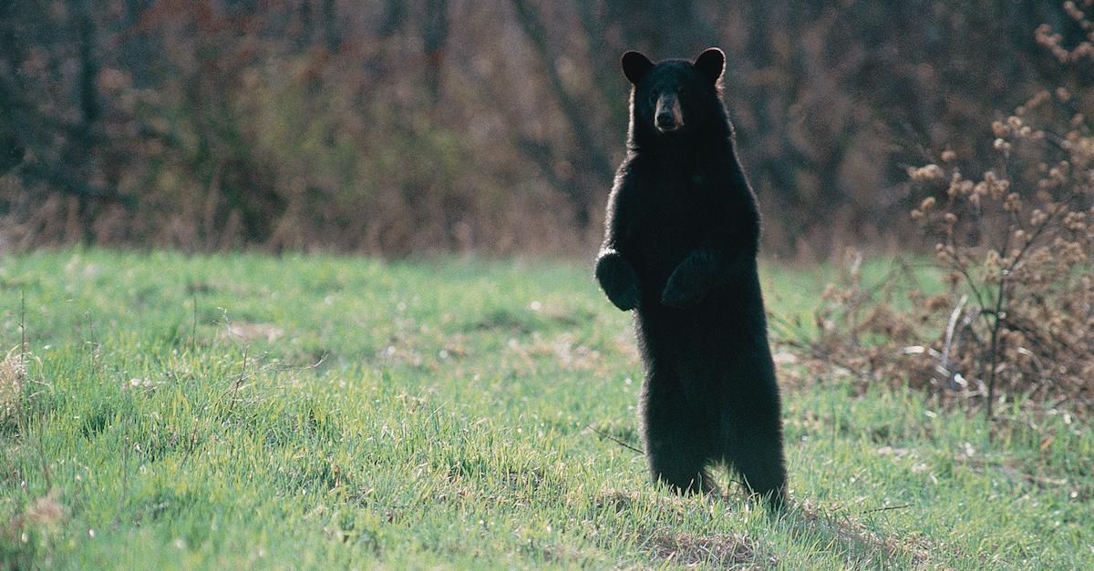 bear hike