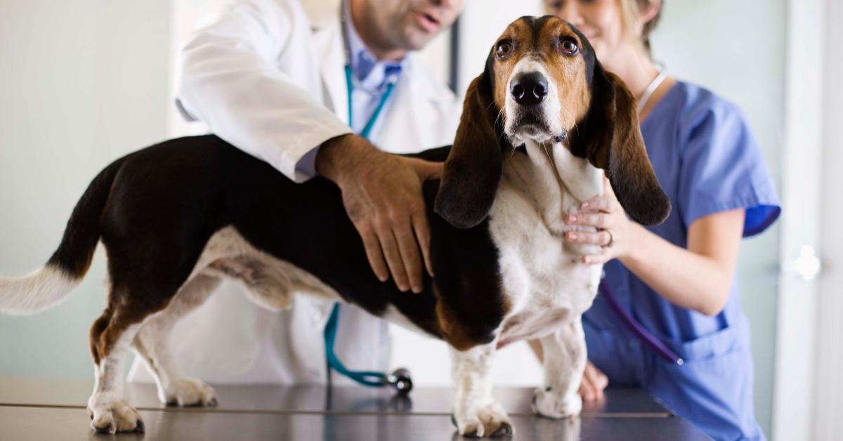 A Basset Hound at the vet's office.